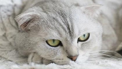 禁止退休干部到农村占地建房 农业农村部高官：口子不能开