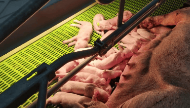 猪价持续“探底”，拐点何时到来？