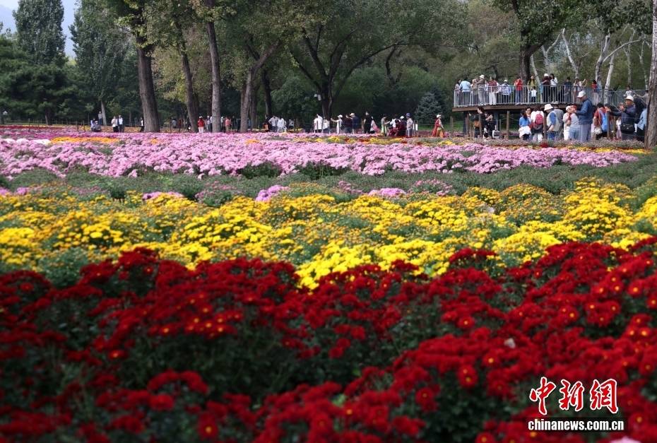 北京：游客漫步“菊海花田” 感受秋日盛景