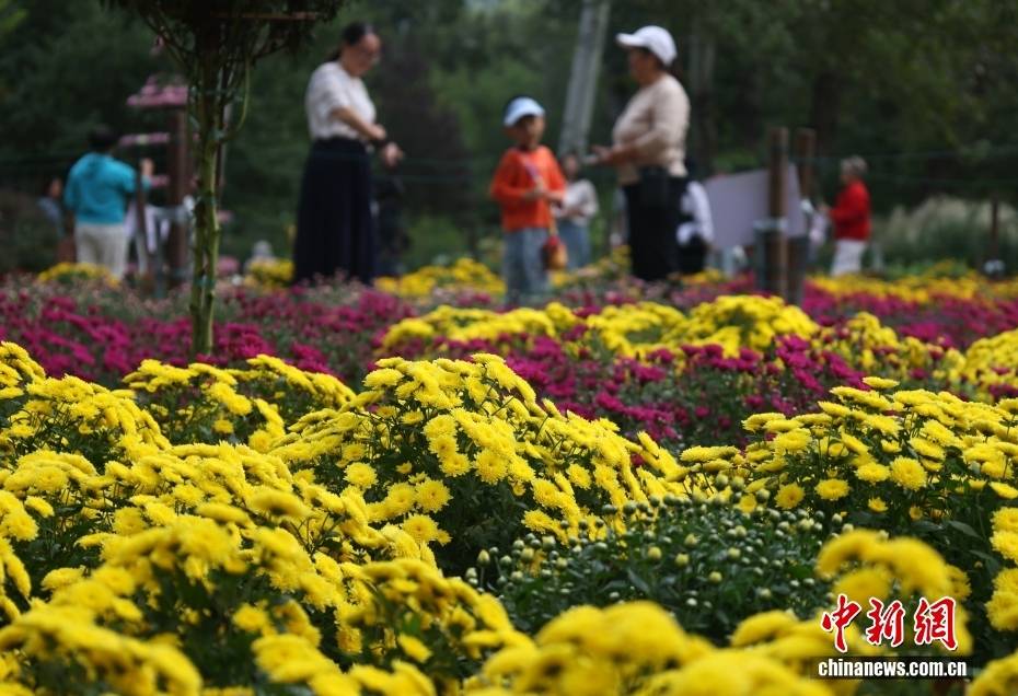 北京：游客漫步“菊海花田” 感受秋日盛景