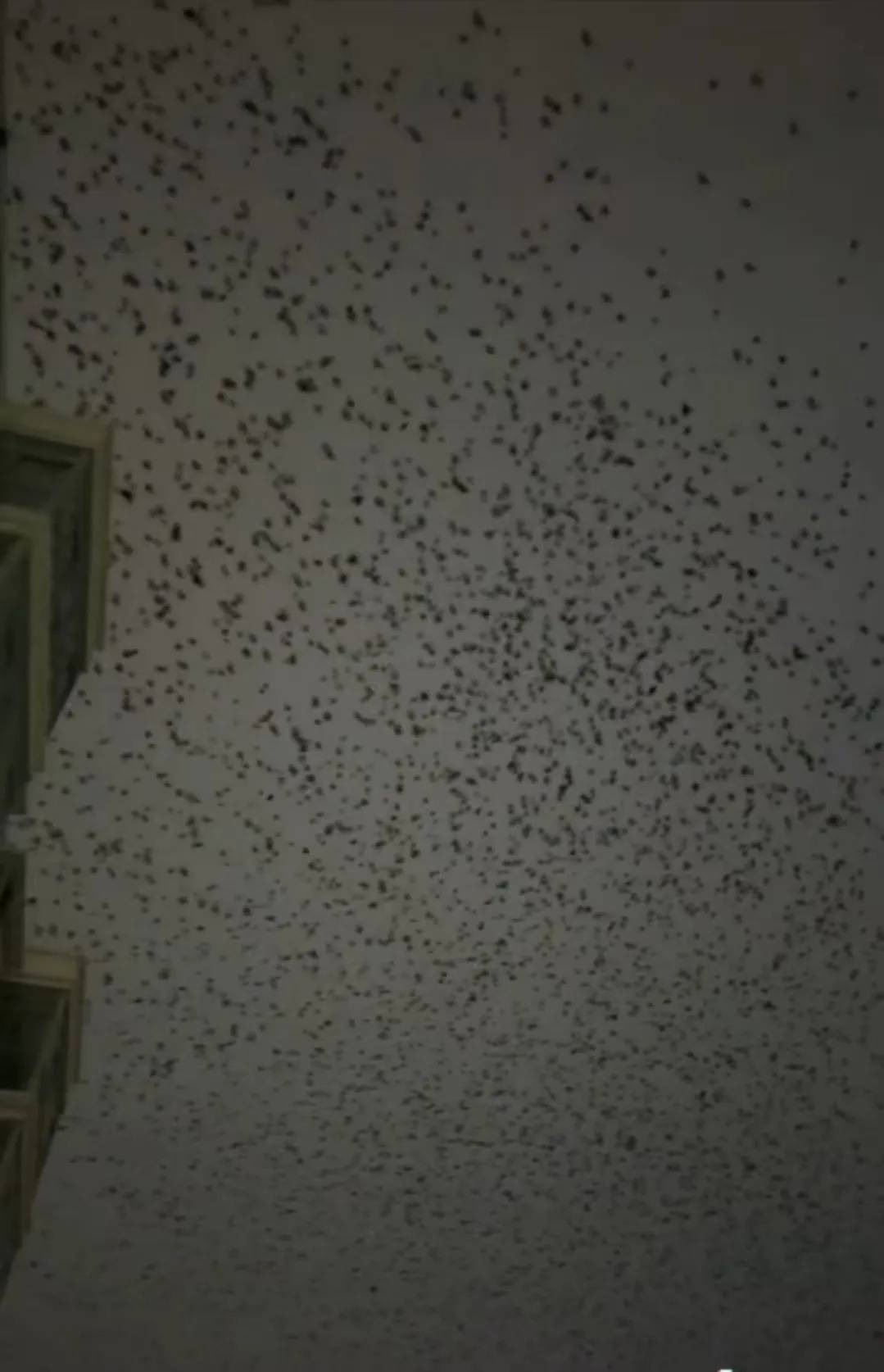 河北、河南、四川等多地天空现密集鸟群!有人担忧是自然灾害征兆,多方回应→