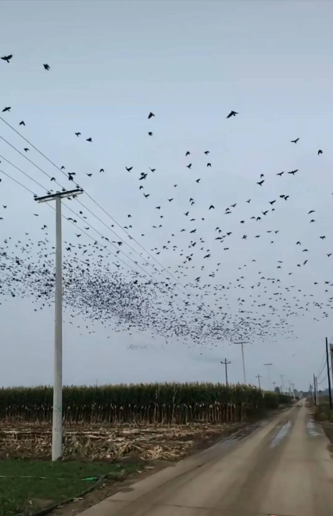 河北、河南、四川等多地天空现密集鸟群!有人担忧是自然灾害征兆,多方回应→