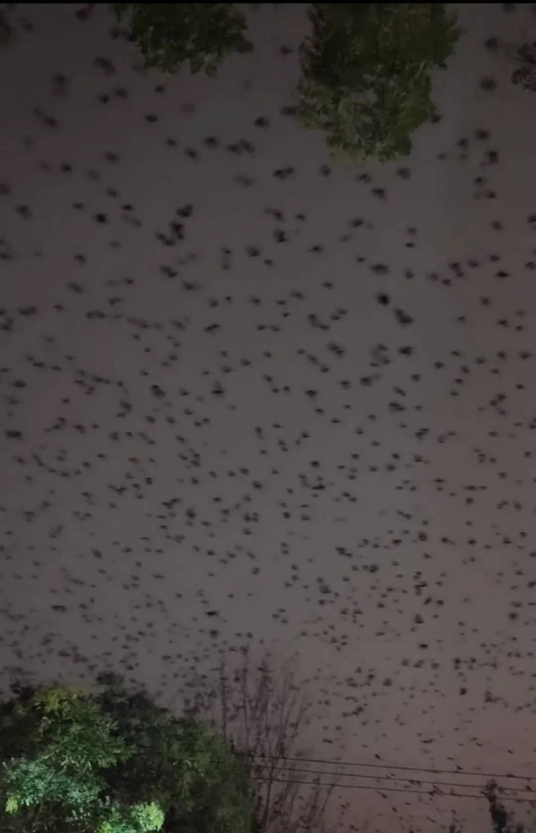河北、河南、四川等多地天空现密集鸟群!有人担忧是自然灾害征兆,多方回应→