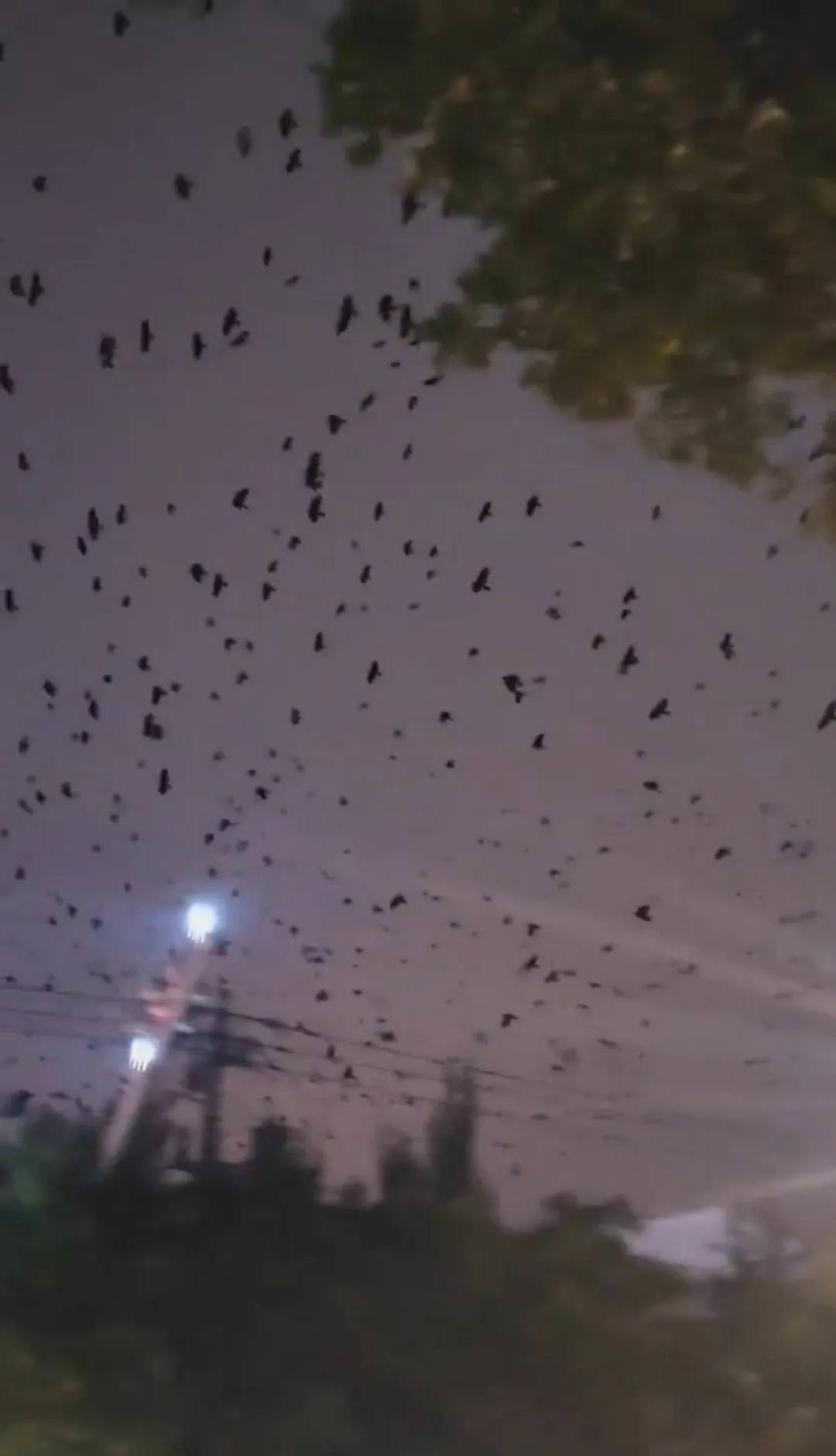 河北、河南、四川等多地天空现密集鸟群!有人担忧是自然灾害征兆,多方回应→