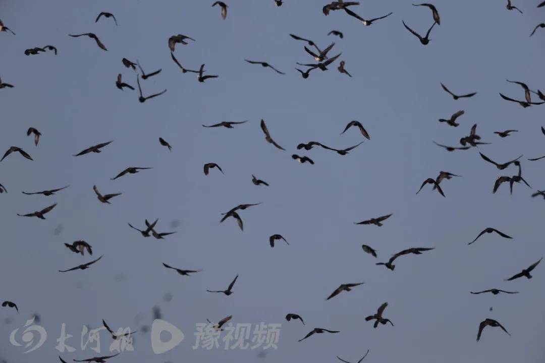 河北、河南、四川等多地天空现密集鸟群!有人担忧是自然灾害征兆,多方回应→