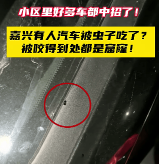 汽车被虫子啃得都是窟窿，“一边咬一边往里钻”！很多人中招